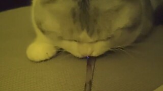 Kitten: What the hell is this?