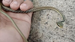 Ular tali picis ( Dendrelaphis pictus )