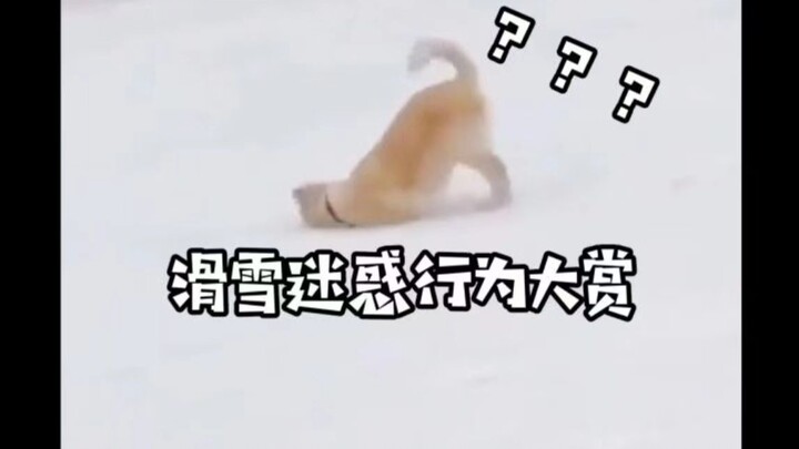 A Collection of Bizarre Skiing Behaviors