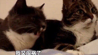 猫: 你又闯祸啦？