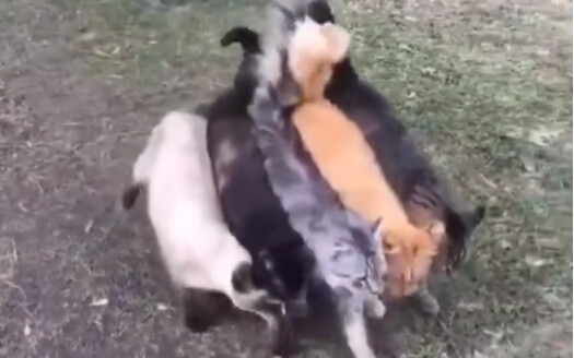Băng Nhóm Mèo