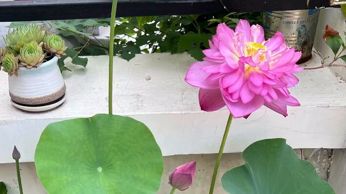 The empress speaks lotus flowers. The empress is both civil and military, and she is versatile. She 