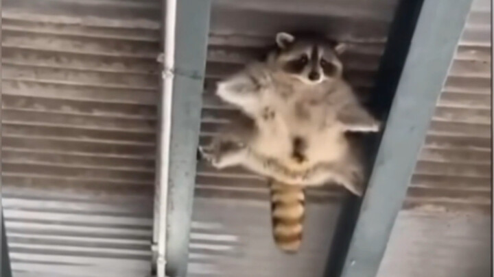 【مؤثرات صوتية للحيوانات】الراكون الصغير: كم مرة قلت لك إنني لا أجيد قيادة السفن الفضائية؟