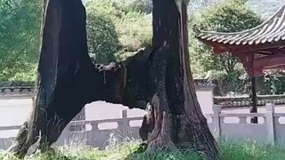 生命的力量！这树的求生欲太强了