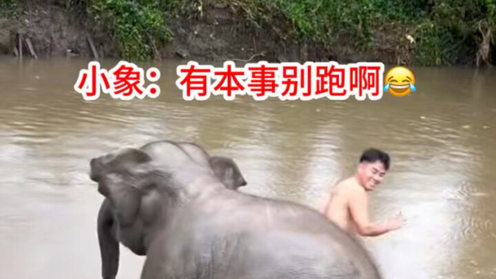 Seberapa kuat semangat juang seekor bayi gajah 😂 Tidak akan berhenti sebelum menendang orang lain