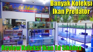 Kebanyakan Ikan Buka Toko Aquarium