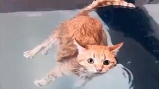 اكتشف أرخميدس قوة الطفو