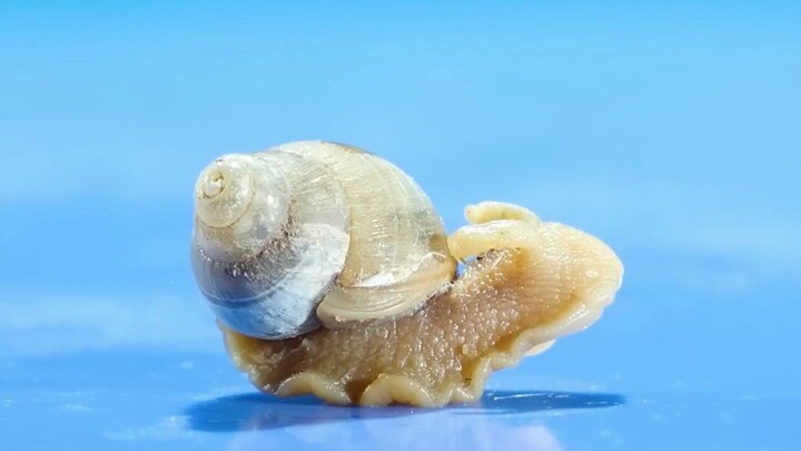 Vỏ ốc sên được hình thành như thế nào?