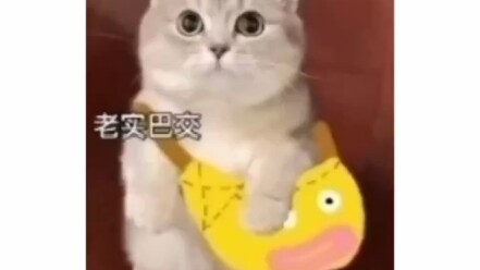 Wow, the kitten’s family must be so happy! “A bowl of little fish” — doesn’t it remind you of yourse