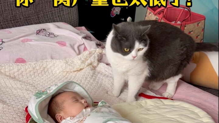 Ketika kucing-kucing yang berbeda bertemu bayi manusia untuk pertama kalinya