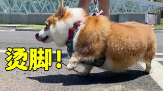 Never walk your dog in the middle of the day in summer!