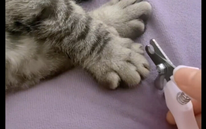 My cat says this is a sci-fi movie!