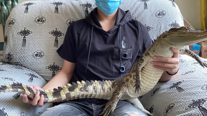Nama saya Ikan Lapar, ada masalah apa?