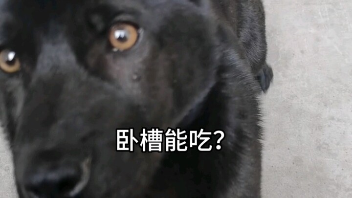 Dog: If he dares to eat it, I dare to eat it too. And if he doesn’t dare, I’ll still eat it!