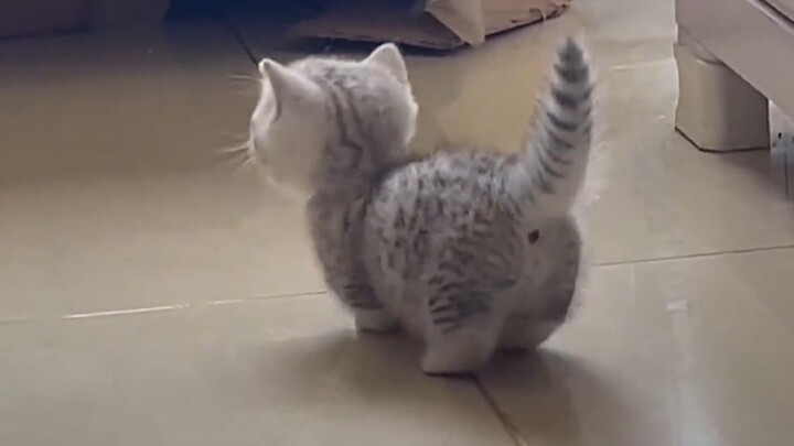 ลูกแมวสามชั่ง ความน่ารักหนักหกชั่ง!