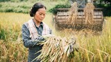 Mùa lúa chín, niềm vui và sự vất vả của mẹ ( Mother harvests rice ) I Ẩm Thực Mẹ Làm
