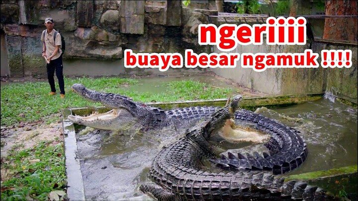 buaya pernah m4k4n m4nus14 !!! gawat buaya raksasa ngamuk saat mau di obatin !!!