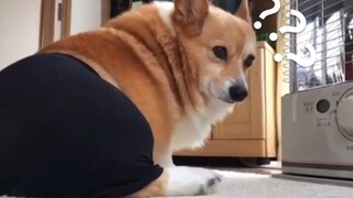 The Most Confusing Animal Behavior Awards❻➎