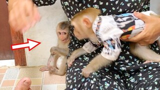 Maya So Scare Monkey Treelo When He Try To Bit Her, Treelo Jealous Baby Maya