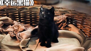 Mèo đen may mắn: Ông lão nhận nuôi mèo đen, từ đó vận may liên tục đến, cầm tay trúng thưởng 3 triệu