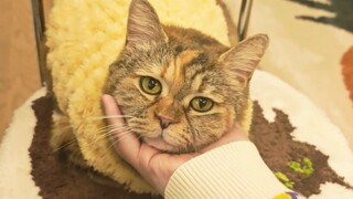 Piggy on Palm