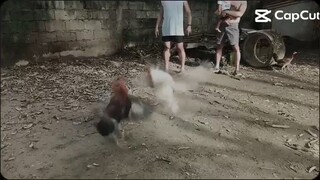 cashline vs Vandamme line
