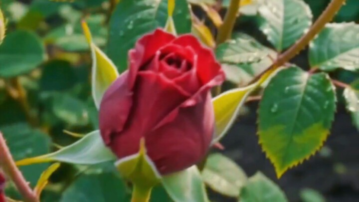 🌹 From Seed to Beautiful Rose Flower | Amazing Growth #Rose #Flower #Nature #Shorts