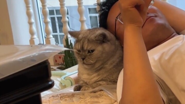 Kucing: Apa aku pernah berhutang padamu di kehidupan sebelumnya?