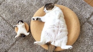 Cute and Funny Cat Videos to Keep You Smiling!😻 Don't try to hold back Laughter 😹 #22