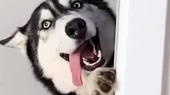Husky Legend