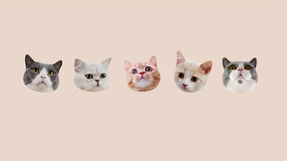 【Pet】What If Hungry Cats Are Blocked By 200 Plastic Bottles?