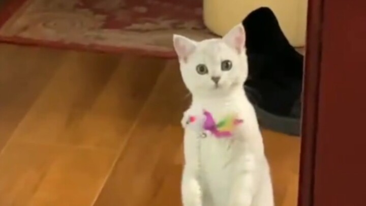 Don't try to guess what's on a little cat's mind!
