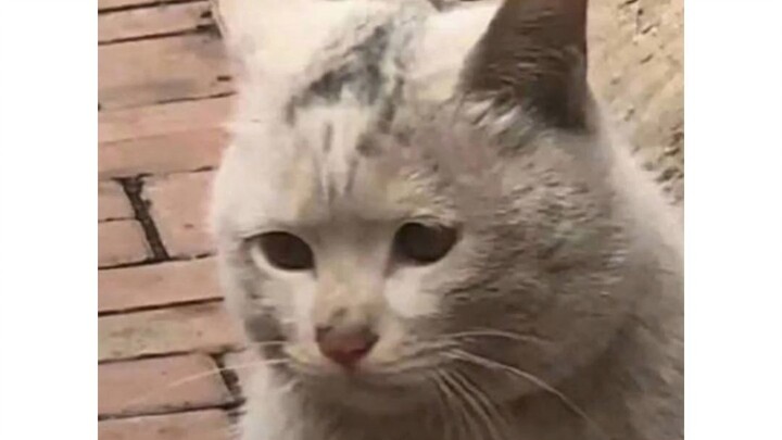 Kitten: Are you trying to stuff me to death?