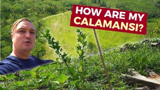 BACK TO FARMING In The Philippines! My 3000 Calamansi Trees After 4 Months!