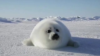 A bundle of leopards is coming at you!