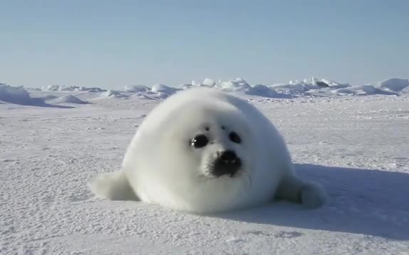 A bundle of leopards is coming at you!