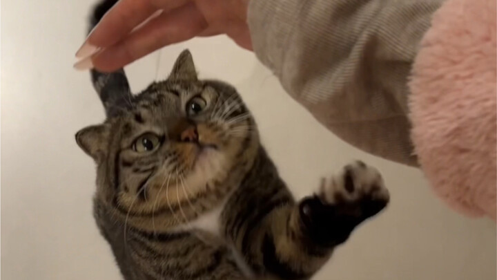 จวน: ได้โปรดเถอะ ลูบฉันหน่อย!