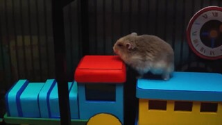 ภารกิจของหนูแฮมสเตอร์ EP 436ฃ7