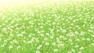 เพลงอนิเมะ MV ในค่ำคืนที่มีดอกไม้ไฟ หรือเปล่า