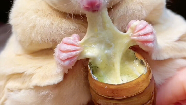 Stretchy Giant Silkworm Pupa