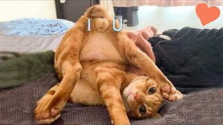 Funny Animal Videos 2022 😂 - Funniest Dogs And Cats Videos 😺😍 #5