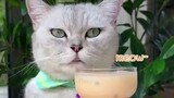 Let's make bubble tea with cat!|ASMR milk tea