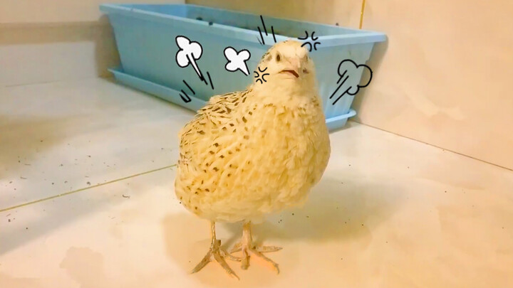 Outcry from my fat chicken