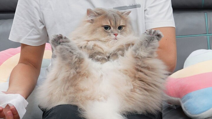 Why is wiping a cat’s fur for a “skin swallow” so freaking hilarious lololol