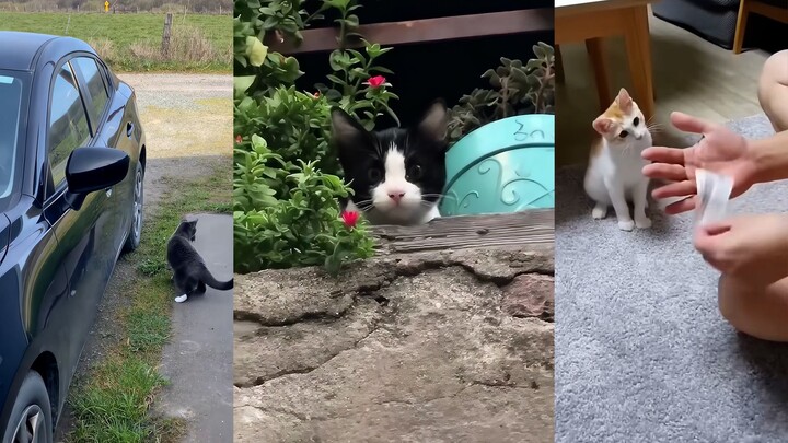 Cat: Just a simple magic trick