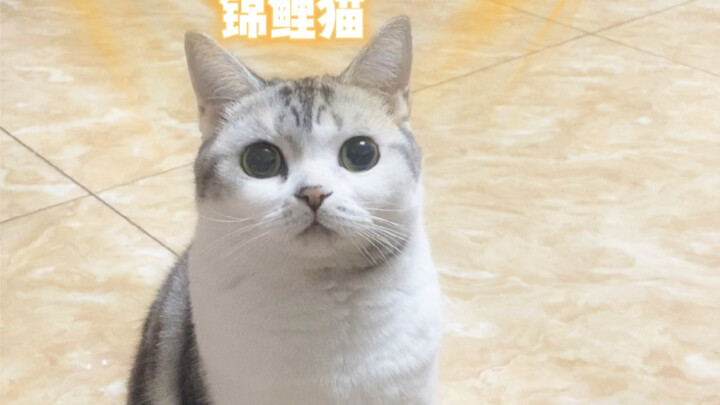 我好像真的养了只锦鲤猫诶！