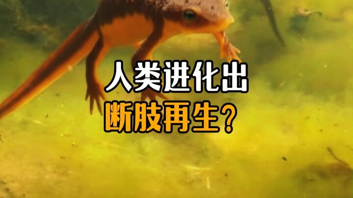 Why didn’t humans evolve the ability to regenerate lost limbs?