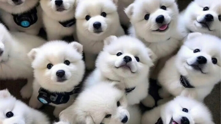 "بغض النظر عن كونه لطيفًا، ليس فيه أي شيء جيد" هو في الواقع كلب محظور! هذا ظلم!