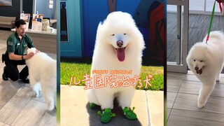 Thank you, therapy doggy, for taking care of the little ones 🥹 You're amazing‼️