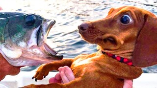 🤣 Funniest 🐶 Dogs and 😻 Cats   Awesome Funny Pet Animals Videos 😇 #3